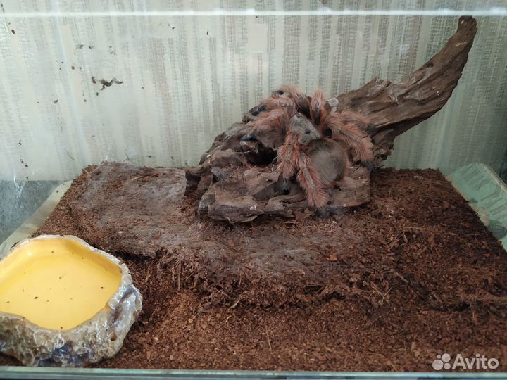 Паук (самка)