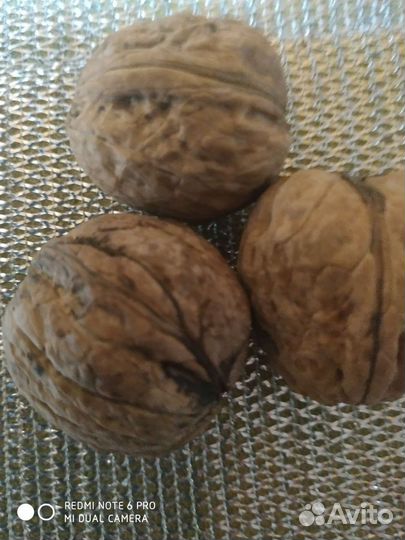 Саженцы грецкого ореха