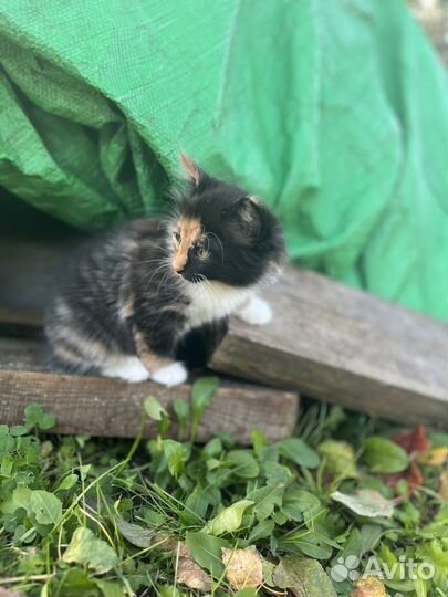 Трехцветный котенок девочка