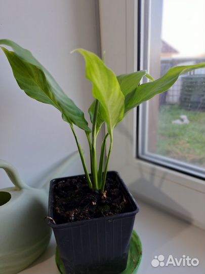 Спатифиллум