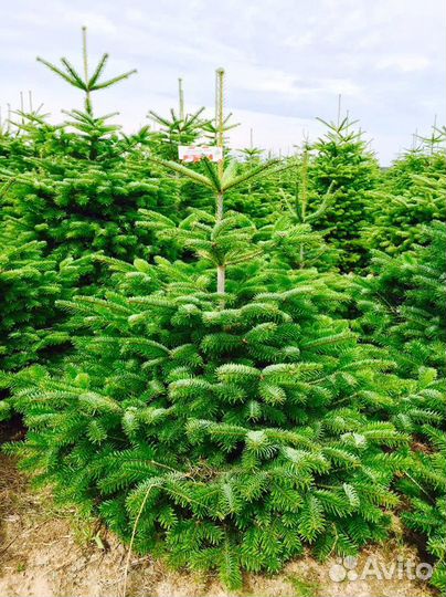 Ель обыкновенная 1,7м и др