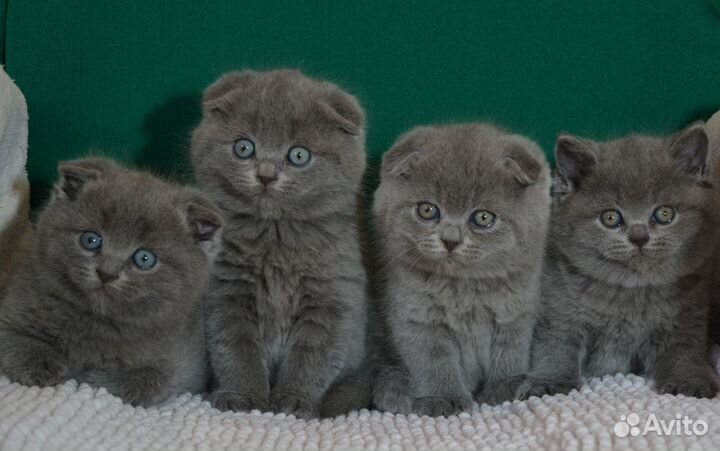 Вислоухие голубые котята