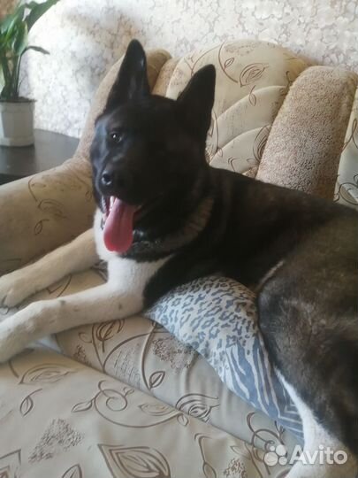 Американская акита вязка