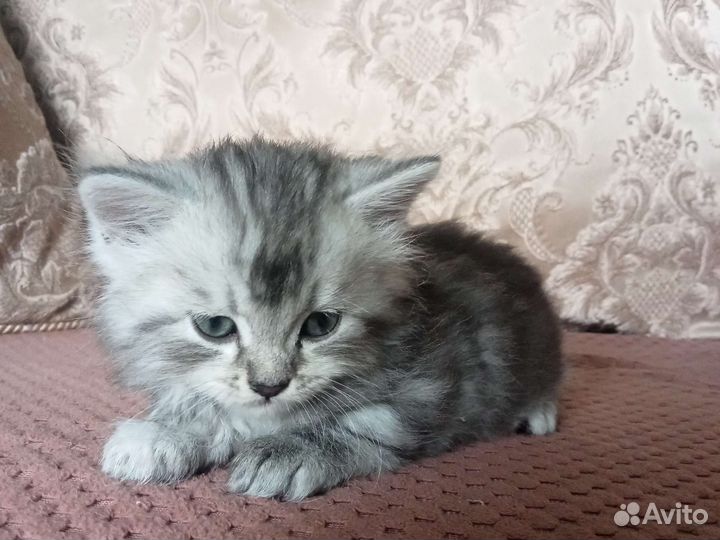 Отдаем в добрые руки