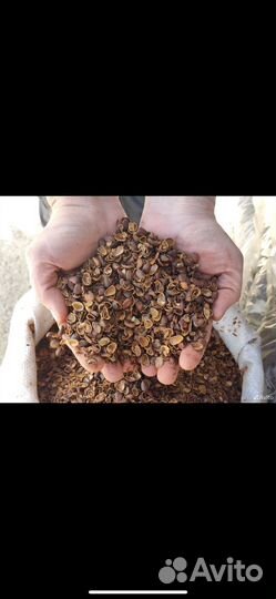 Скорлупа кедрового ореха (мульча)