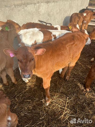 Отборные телята бычки быстрая доставка