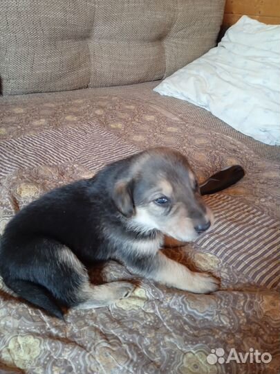 Щенки русской гончей