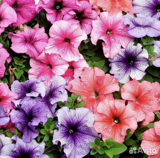 Петуния, декоративные цветы, семена