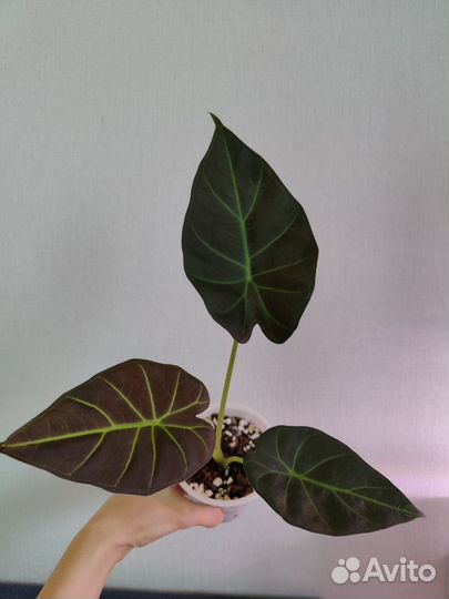 Алоказия Регал шилдс