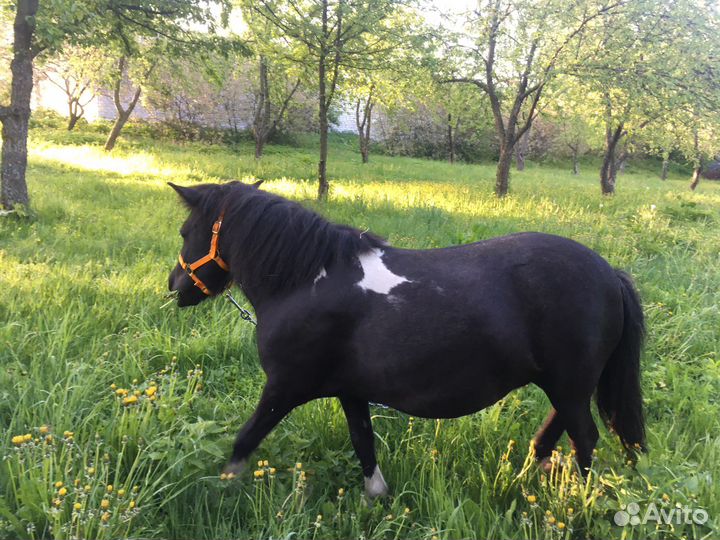 Пони с жеребенком