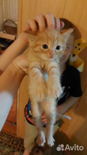 Отдам котят в добрые руки