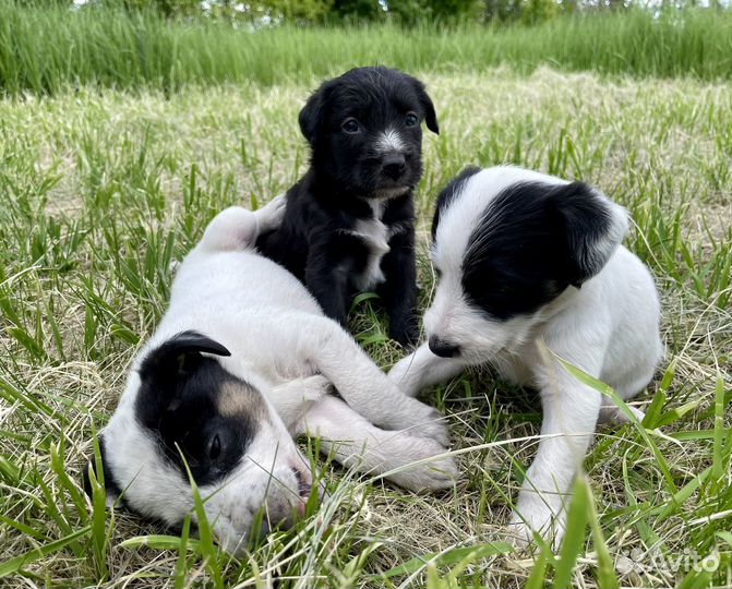 Щенки