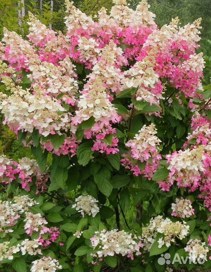 Гортензия метельчатая Биг Бен