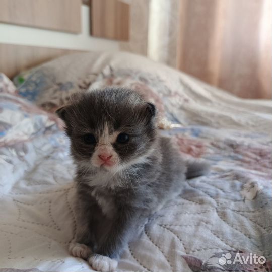 Котята бесплатно девочки