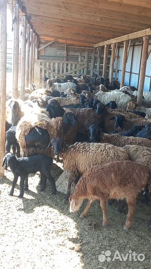 Овцы и бараны