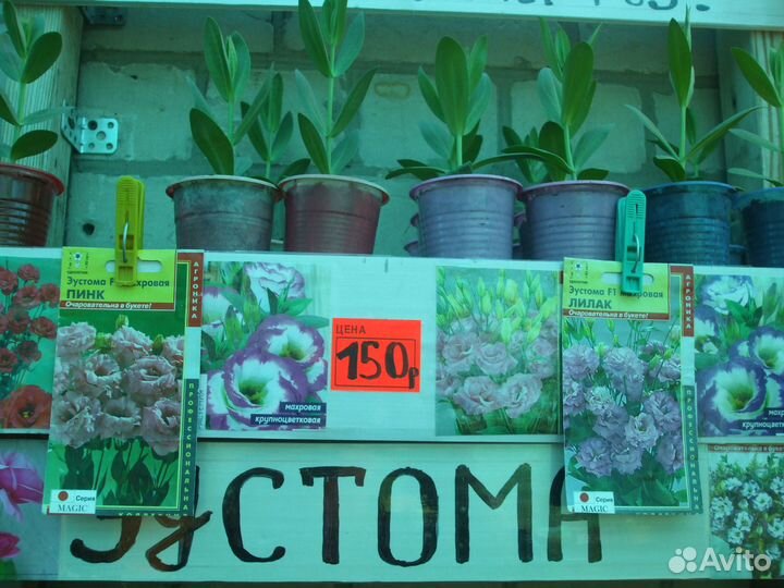 Рассада-Эустома и еще 40 видов цветы