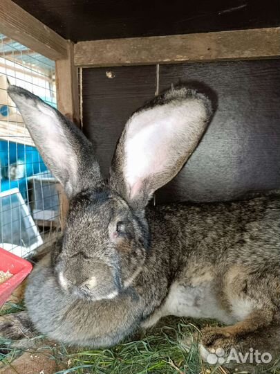Кролики великаны