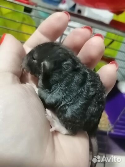 Крыса крысята дамбо