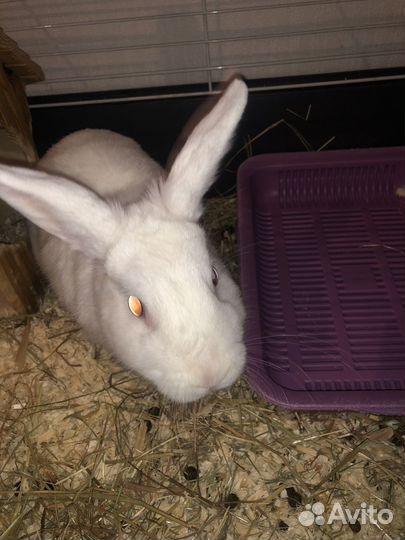 Продам кролика