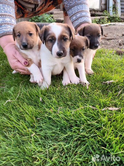 Фокстерьер