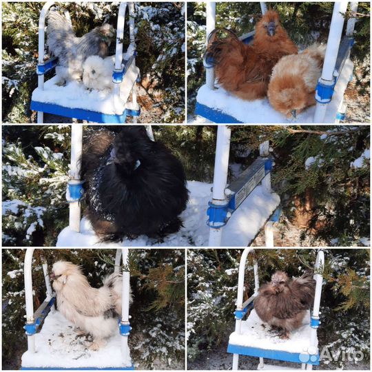 Цыплята Китайской Шелковой Малазийская Сирама