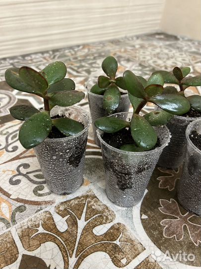 Денежное дерево