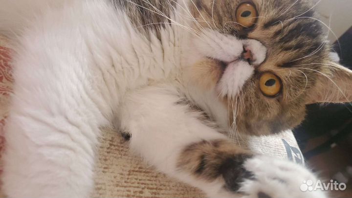 Жених на вязку