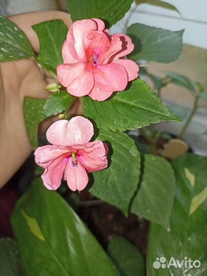 Комнатные растения