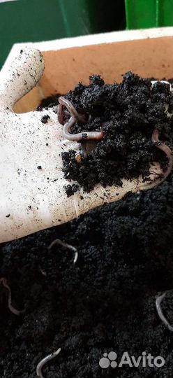 Червь навозный