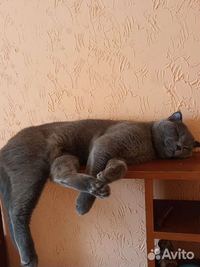 Шотландский кот вязка