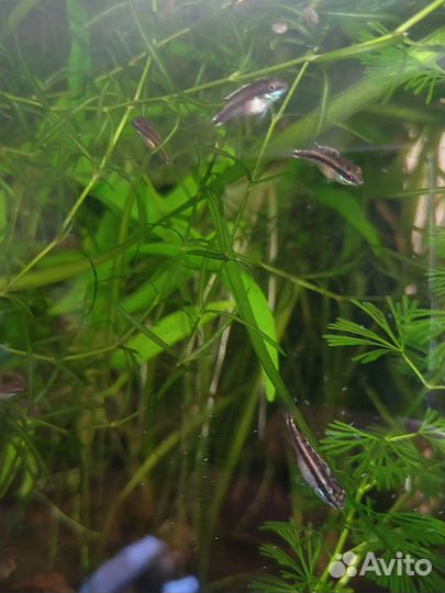 Аквариумные рыбки