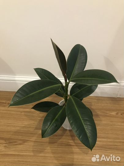 Фикус каучуконосный эластика