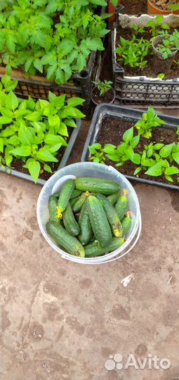 Рассада огурцов