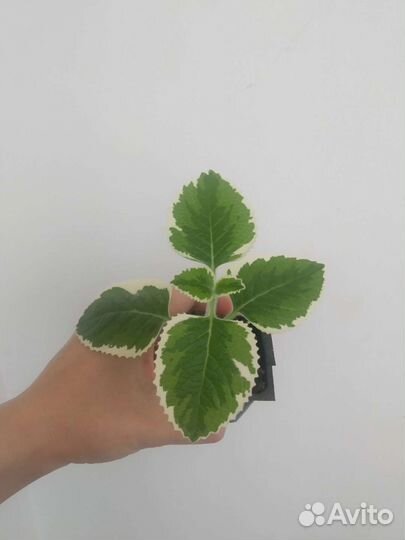 Комнатная мята плектрантус лимонная