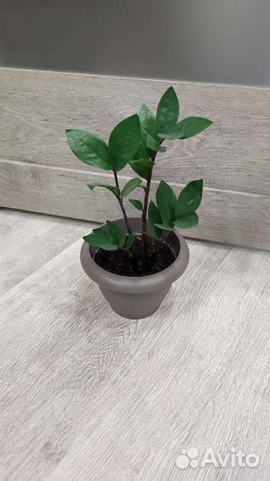 Замиокулькас