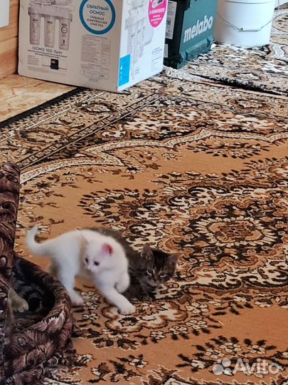 Котята котики
