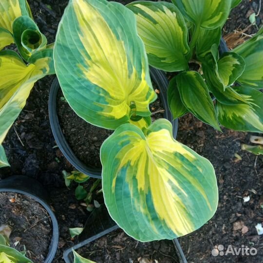 Хоста Great Expectations