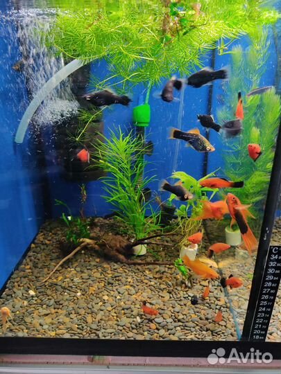 Аквариумные рыбки