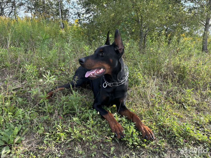 Кобель добермана вязка
