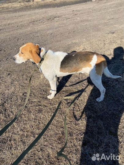 Вязка Русская гончая пегая Выжлец