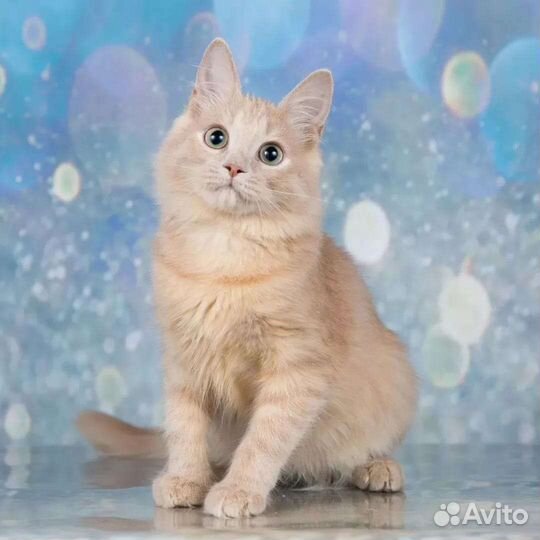 Кошечка Мия