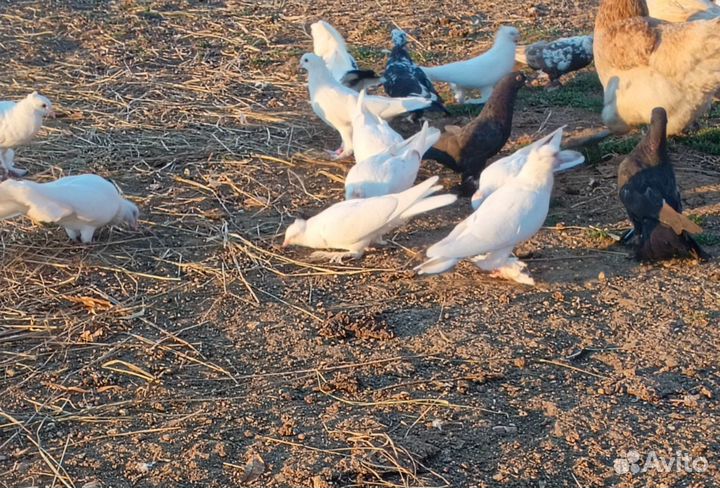 Продам голубей