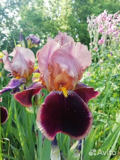 Многолетники ирисы, примулы