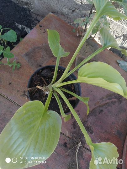 Саженцы клубники и хосты