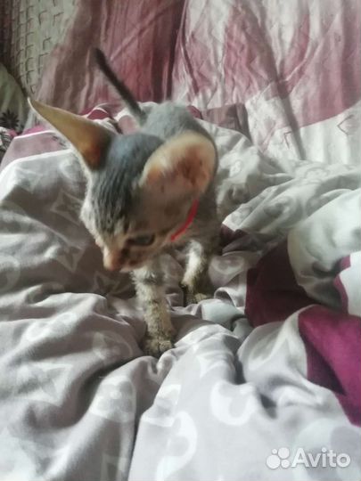 Котенок сфинкс