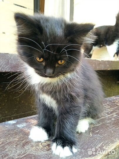 Котенок от британского кота