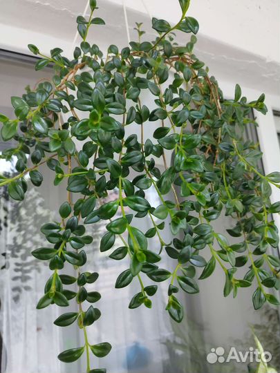 Гипоцирта (нематантус)