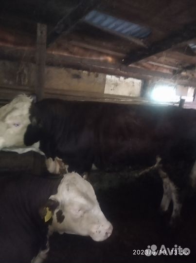 Продам быков