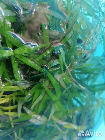 Растения для аквариума