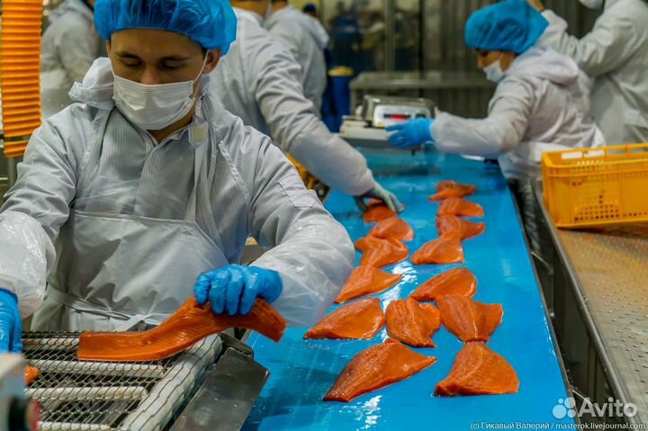 Упаковщик рыбки 15 смен Расчет после Вахты Вязьма